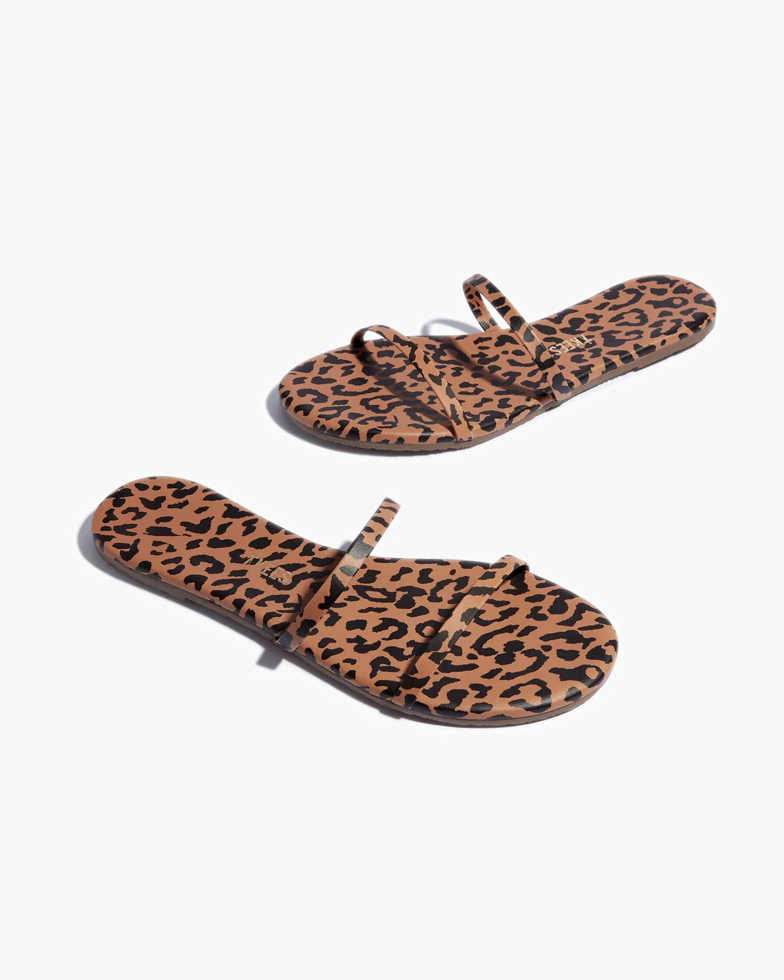 3727-gemma-animal-cheetah-1.webp